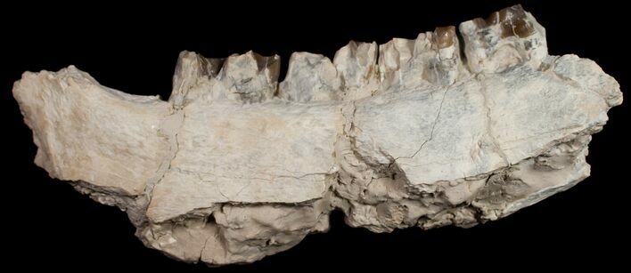 Hyracodon (Running Rhino) Jaw Section - Nebraska #10727